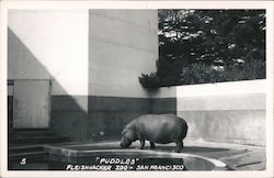 "Puddles" Fleishhacker Zoo Postcard