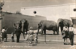 Elephants at Zoological Gardens San Francisco, CA Postcard Postcard Postcard