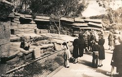 Bear Exhibit, Fleishhacker Zoo Postcard