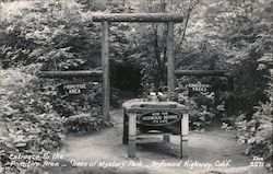 Entrance to the primitive area Trees of Mystery Park Postcard