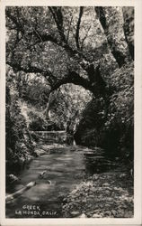 Creek and trees Postcard