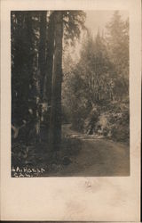 Tall trees Postcard