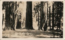 Big Trees Postcard