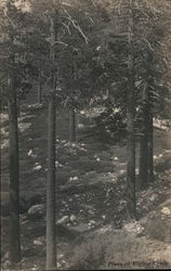 Pines in Vivian Creek Postcard