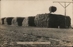 Stacking Alfalfa in Sunny San Luis Valley Postcard