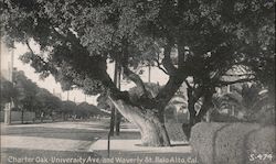 Charter Oak - University Ave. and Waverly St. Palo Alto, CA Postcard Postcard Postcard