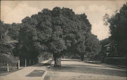 Kingsley Avenue Postcard