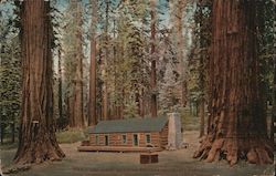 Log Cabin, Mariposa Big Tree Grove Postcard