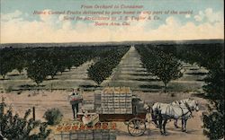 J.E. Taylor & Co. Orange Growers Santa Ana, CA Postcard Postcard Postcard