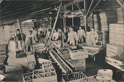 Fruit Packing House Postcard