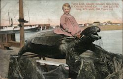 Turtle Club, Caught Between San Pedro & Catalina Island, Cal. Santa Catalina Island, CA Postcard Postcard Postcard