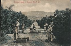 Picking Oranges in January Hemet, CA Postcard Postcard Postcard