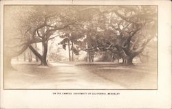 On the campus, University of California, Berkeley Postcard