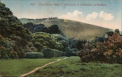 Trail to the "Big C" University of California, at Berkeley Postcard Postcard Postcard