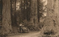 Car In The Redwoods Postcard