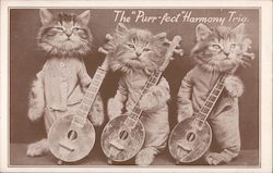 Three Kittens with Banjos Cats Postcard Postcard Postcard