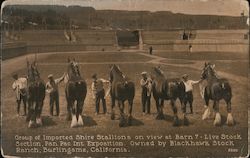 Group of Imported Shire Stallions on view at Barn 7 - Live Stock Section, Pan. Pac. Int. Exposition 1915 Panama-Pacific Expositi Postcard