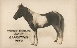 Prince Darling one of Garretta's Pets Postcard