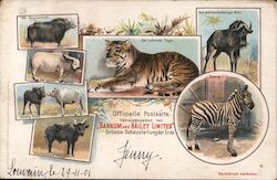 Beasts on Display at Barnum & Bailey's Circus Postcard Postcard Postcard