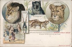 Lions and Tigers from Barnum & Bailey's Circus Postcard Postcard Postcard