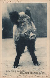 Boar, Barnum & Bailey, Greatest Show On Earth Postcard