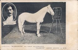 Trained White horse writes math problems on chalkboard with mouth Postcard