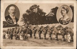 15 elephants stand in a line on their pedestals with babies Postcard