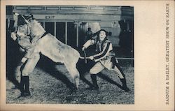 Donkey and Clowns at Barnum & Bailey's Circus Postcard