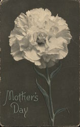 Mother's Day - White Carnation Greetings Postcard Postcard Postcard