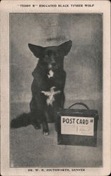 "Teddy R" Educated Black Timber Wolf Post Card Clubs, Collecting, Deltiology Postcard Postcard Postcard