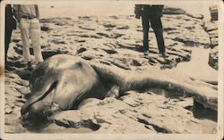 Dead Whale Washed Ashore on Beach South Carolina Postcard Postcard Postcard