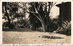 Gardens Near Jerusalem Church, Lyon Street Postcard