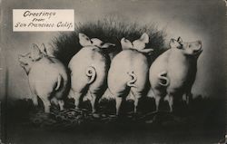 1925 Greetings from San Francisco Pigs California Postcard Postcard Postcard