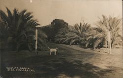 Dog at Wescott Ranch Concord, CA Postcard Postcard Postcard