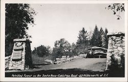 Petrified Forest on the Santa Rosa -Calistoga Road San Francisco, CA Postcard Postcard Postcard