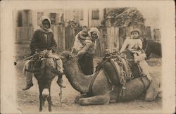 A Family Riding on a Donkey and a Camel Postcard