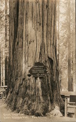 Redwood Dedicated to the American Green Cross Society Postcard