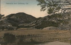 Vineyards Near Calistoga California Postcard Postcard Postcard