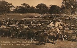 Rodeo - Santa Margarita Postcard