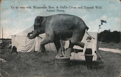 To be seen with Wintermute Bros. & Hall's Circus and Trained Wild Animal Shows Postcard