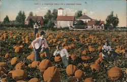 A Pumpkin Field on a Western Farm Postcard