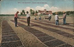 Fig Industry - Drying figs in the Sun Postcard