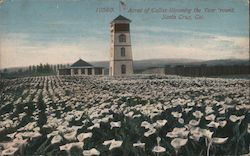 Acres of Callas Blooming the Year 'round Santa Cruz, CA Postcard Postcard Postcard