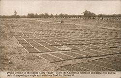 Prune drying in the Santa Clara Valley Postcard