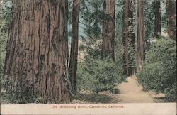 Armstrong Grove Postcard