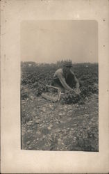 Man picking strawberries in field Postcard