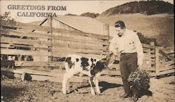 Greetings from California. Sleepy Hollow Dairy, man and calf Postcard