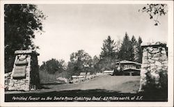 Petrified Forest on the Santa Rosa-Calistoga Road, 67 Miles North of S.F. California Postcard Postcard Postcard