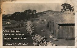 Free Range Chicken Farm Petaluma, CA Postcard Postcard Postcard