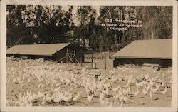 The Home of 6,000,000 Chickens Postcard